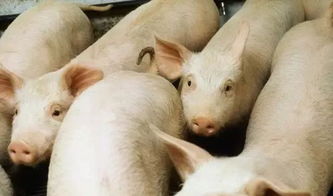 殘次豬與無飼養(yǎng)價(jià)值雞的合理處理方法