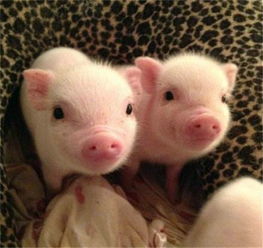 全國驚現(xiàn)首個豬價破 12 省份，羊價走勢或緊隨其后