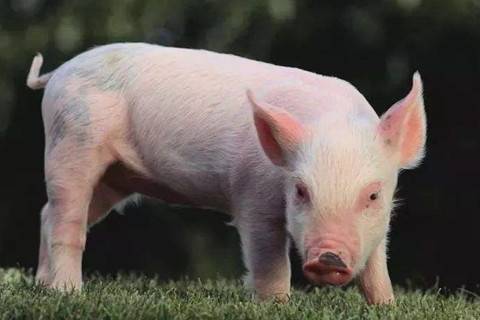 1995年屬豬人2021年婚配運(yùn)勢解析 26歲本命年宜謹(jǐn)慎