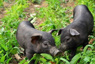豬與黃牛 中華數(shù)千年定居農(nóng)耕的基石