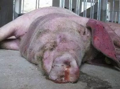 育肥豬與黃牛 警惕三種常見病，守護豐收成果