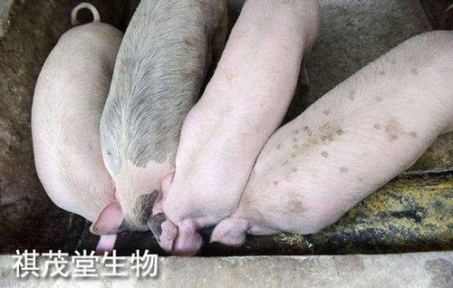 2022年生豬業(yè) 以“三高”開局，以深度調(diào)整收尾