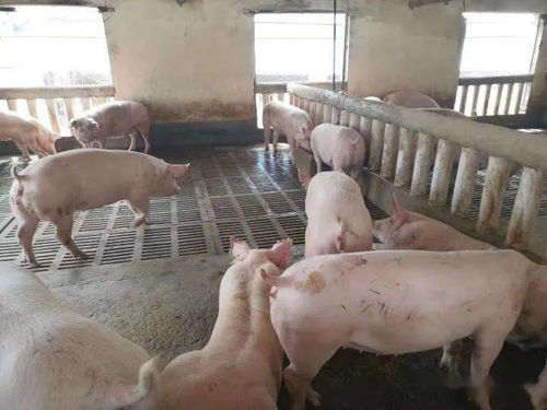 仔豬健壯漲勢強(qiáng)，新鄉(xiāng)大北農(nóng)產(chǎn)品來幫忙